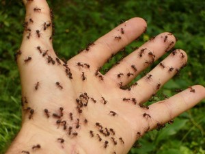 Ameisen auf der Hand
